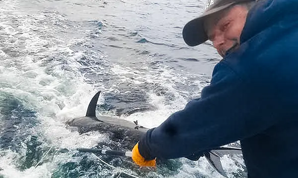 What Spring Bluefin Tuna Season Looks Like with Tuna Tail Charters in Gloucester