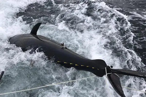 Tuna Tail Charters floats near shore preparing for another sport fishing charter.