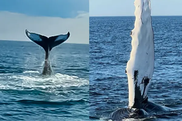 Surfboards are not part of Tuna Tail Charters, but ocean adventure is.